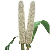 Bajra