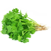 Coriander