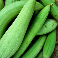 Sponge Gourd