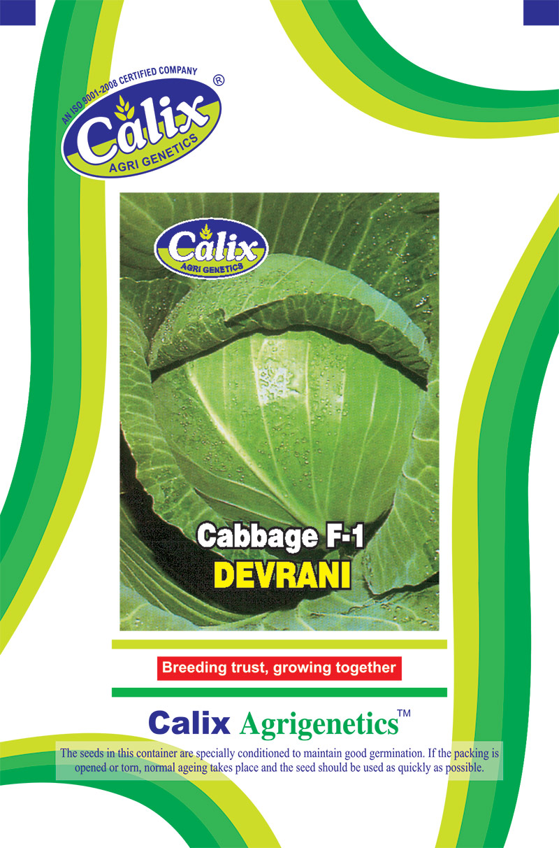 Cabbage F-1 Devrani