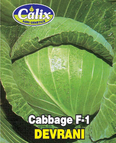 Cabbage F-1 Devrani
