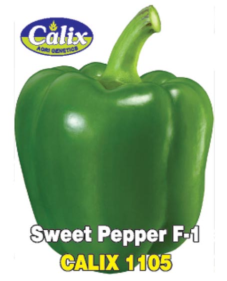 Sweet Pepper F-1 Calix 1105