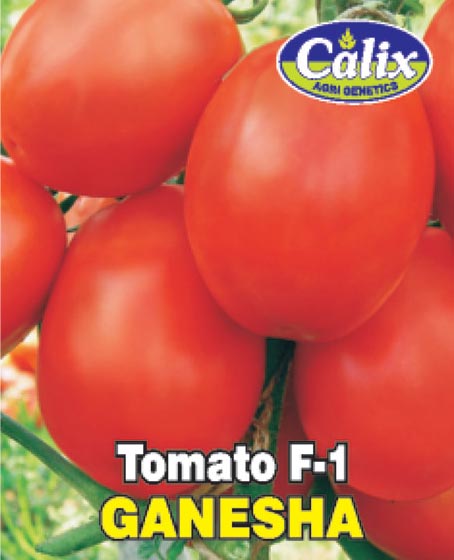 Tomato F-1 Ganesha