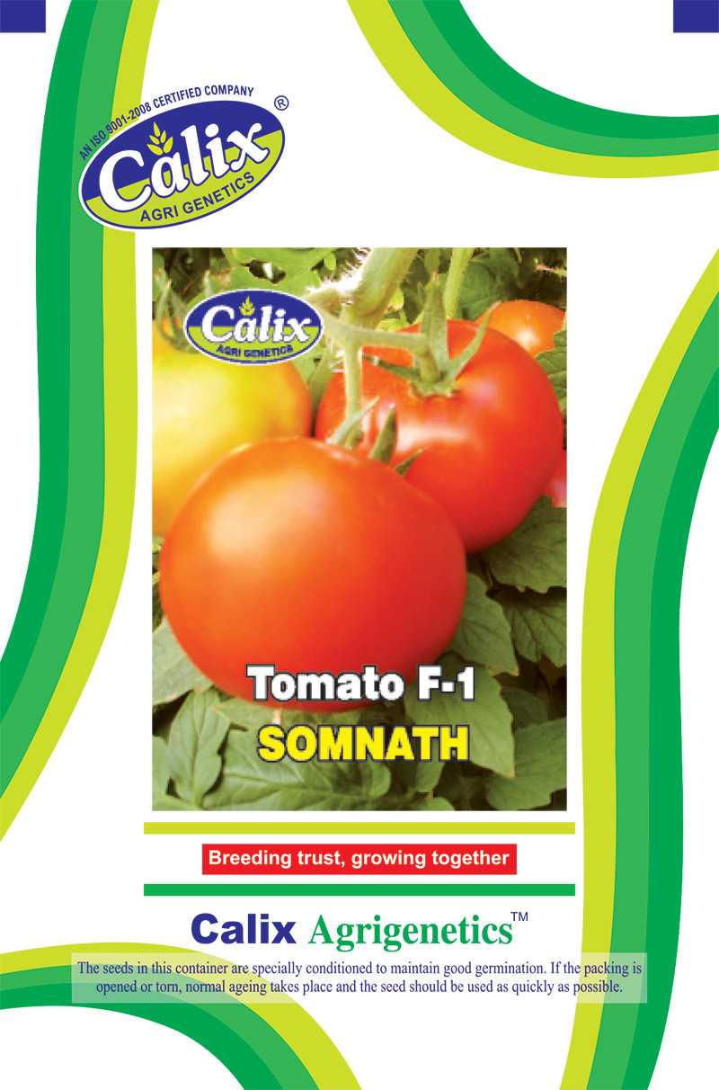 Tomato F-1 Somnath