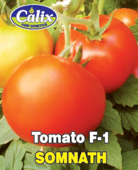 Tomato F-1 Somnath