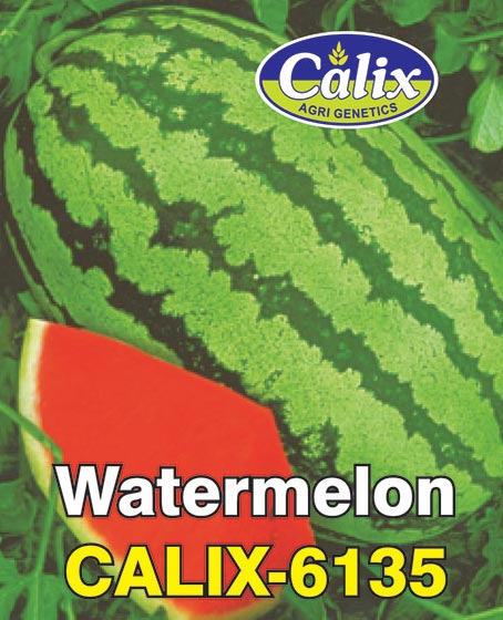 Watermelon F-1 Calix 6135