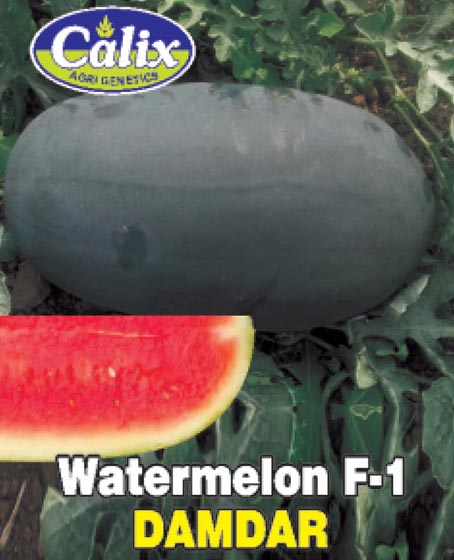Watermelon F-1 Damdar